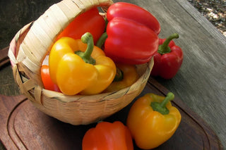 Jewel-Toned Bell Peppers - Crimson, Gold & Orange