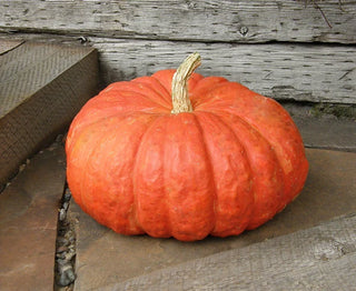 Heirloom French Pumpkins - Cinderella's Carriage