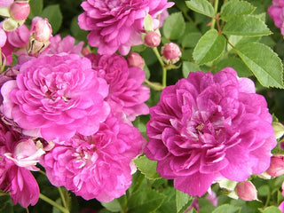 Heirloom Miniature Roses - Angel Wings