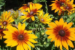 Butterfly Rudbeckia - Cappucino