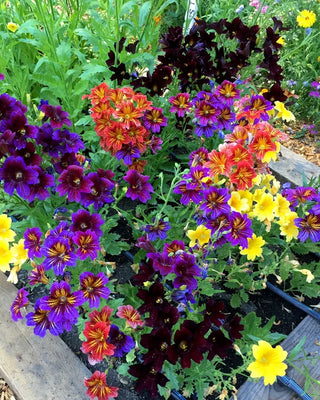 Painted Salpiglossis - Stained Glass