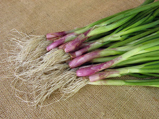 Heirloom Salad Onions - Italian Scallion