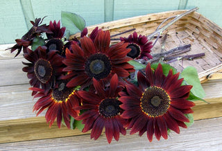 Ornamental Sunflowers - Cinnamon Sun