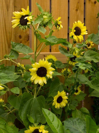 Long Blooming Sunflowers - Valentine