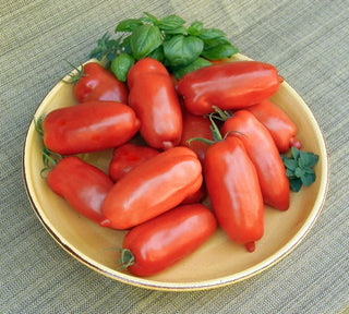 “Roma” Sauce Tomato - Pompeii