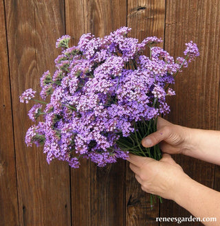 Pollinator Wildflowers - Vanity Verbena