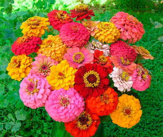 Heirloom Zinnias - Cut and Come Again