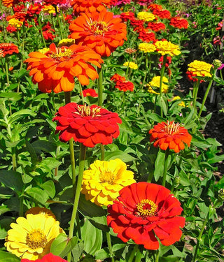 Cutting Zinnias - Hot Crayon Colors